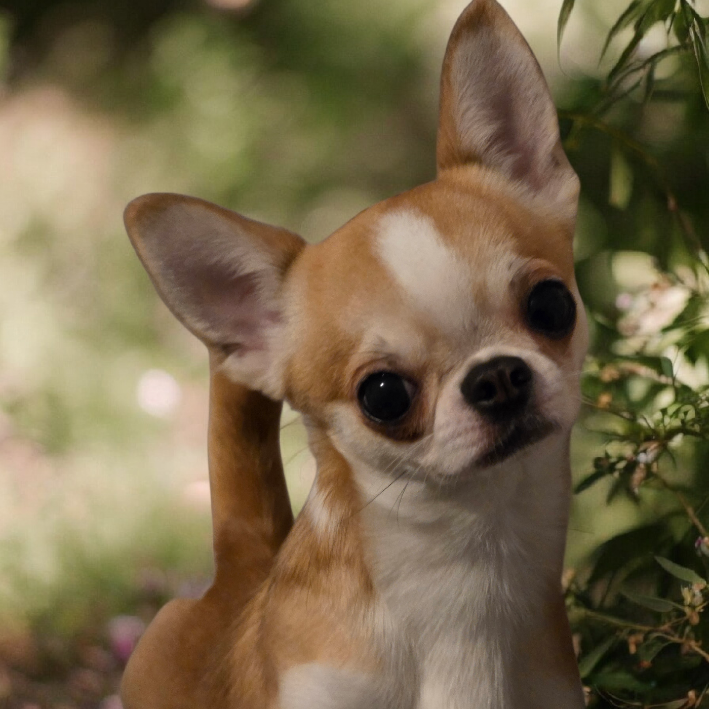 CH. Vlad De L'empire De Ganesh