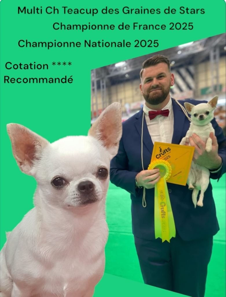 CH. Teacup Des graines de stars