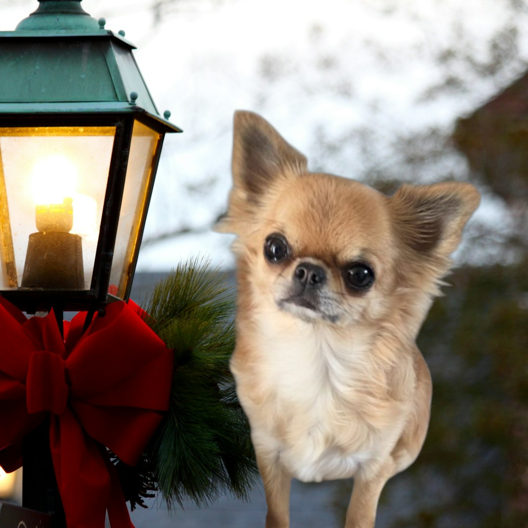 CH. Ulla hoop Du Grimoire Des Nains