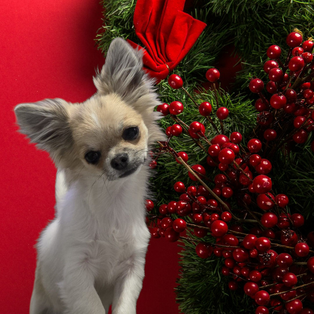 Alibaba De L'empire De Ganesh