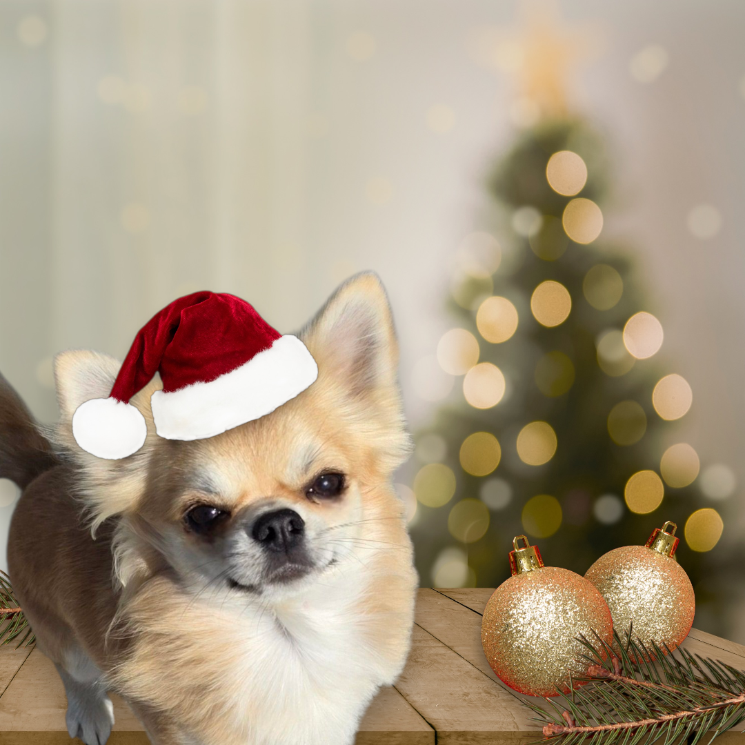 CH. legado de lagos Abu dhabi