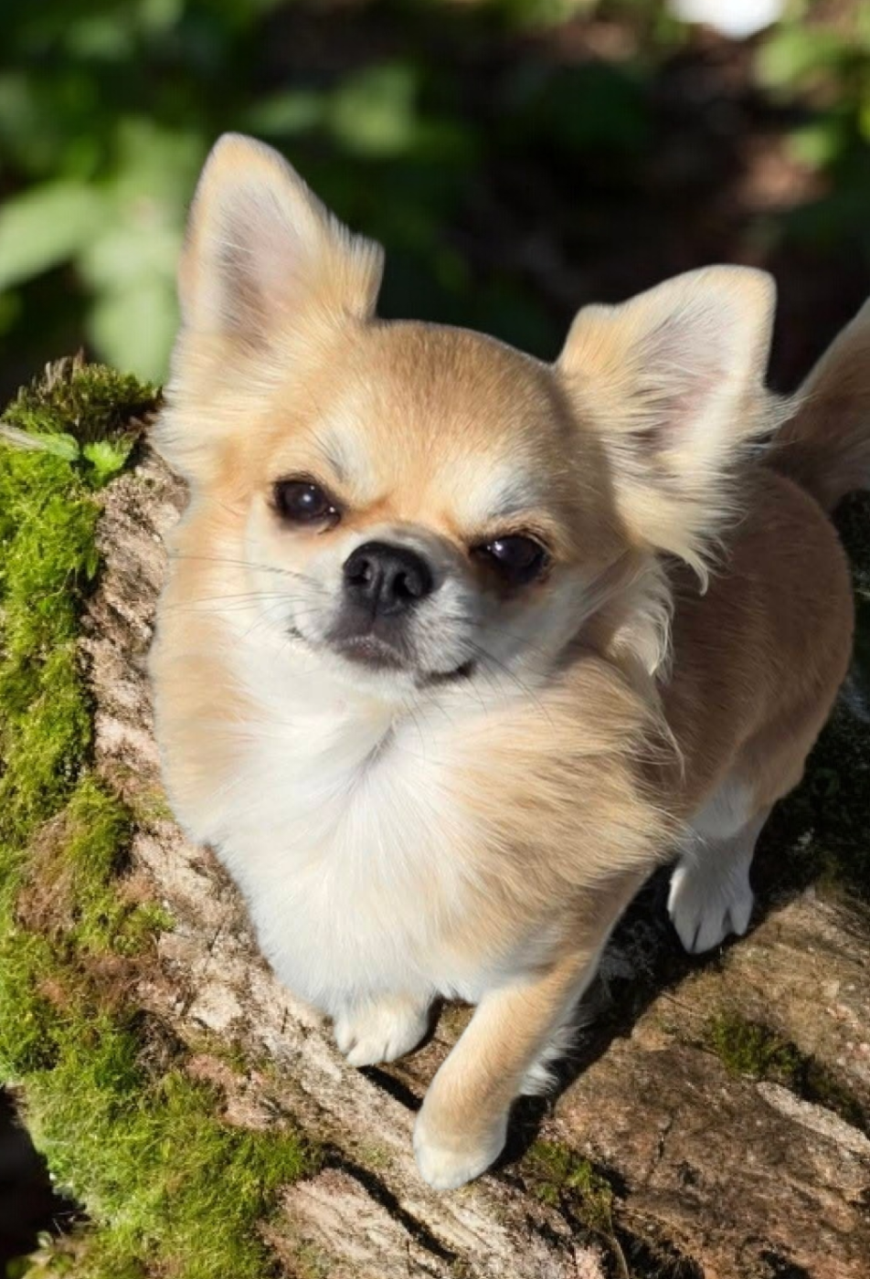 CH. legado de lagos Abu dhabi