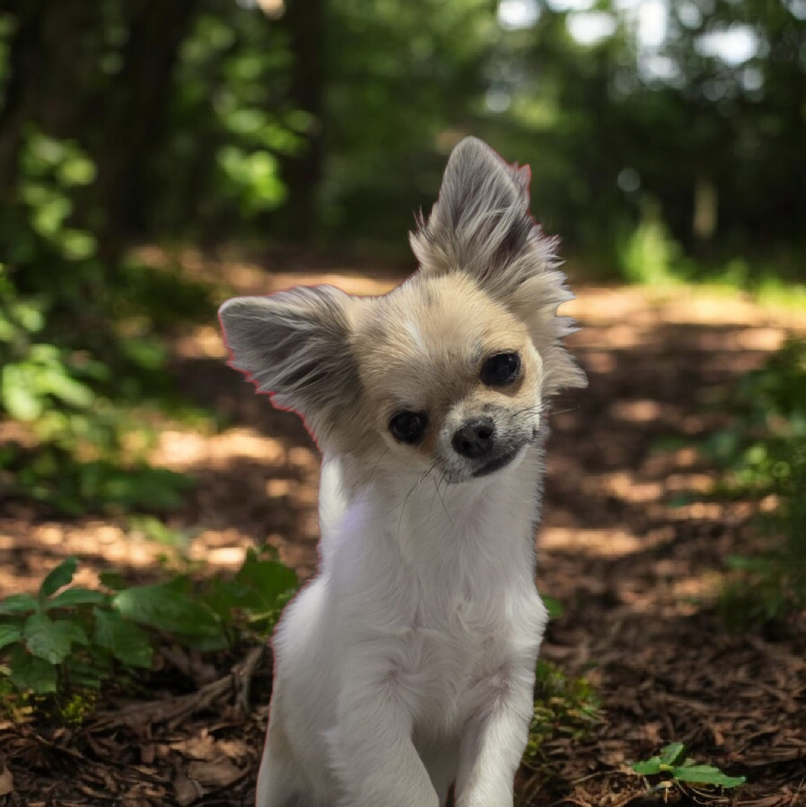 Alibaba De L'empire De Ganesh