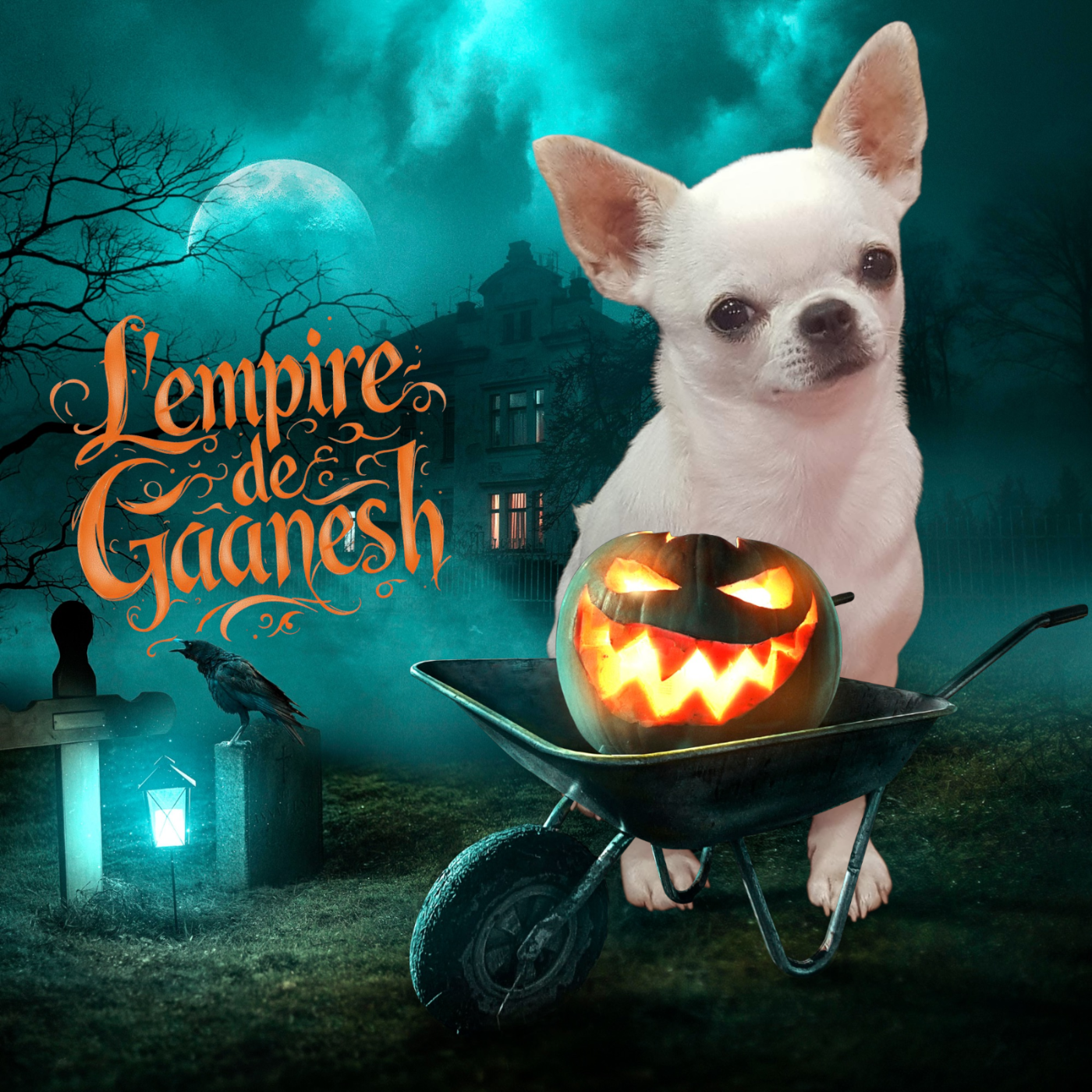 CH. Teacup Des graines de stars