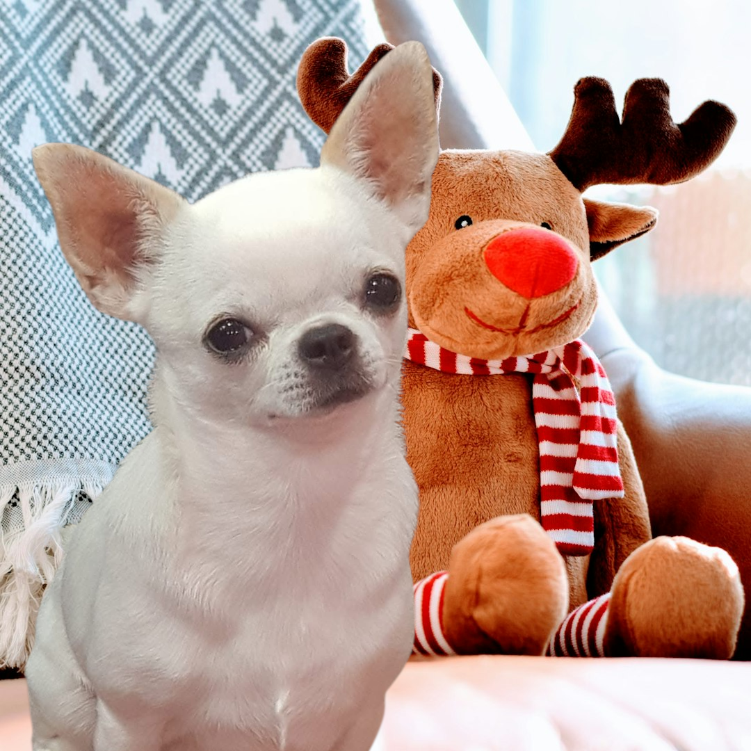 CH. Teacup Des graines de stars