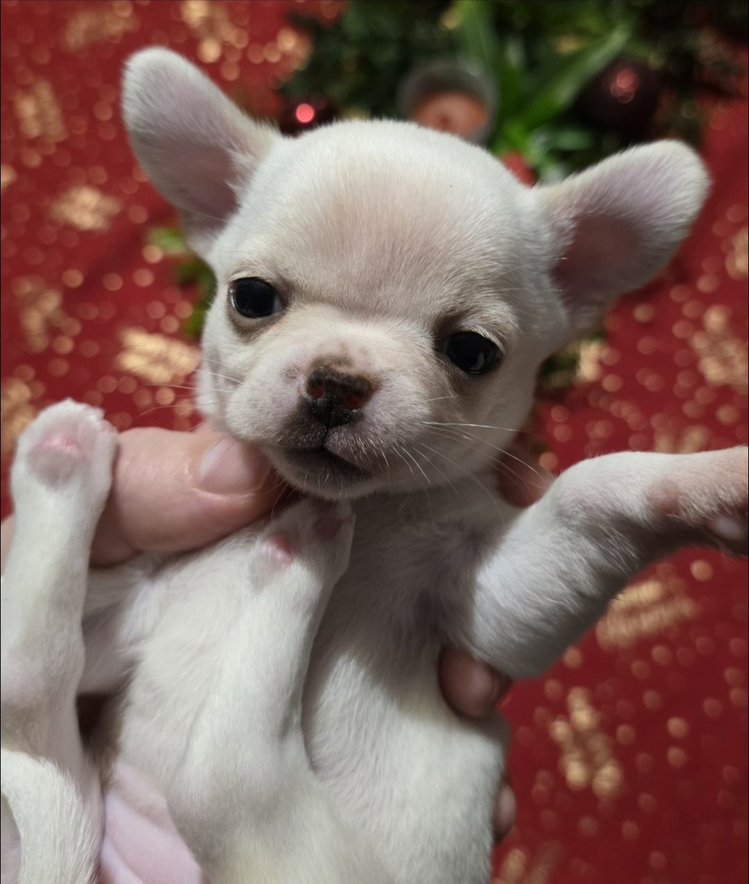 AMY  De L'empire De Ganesh