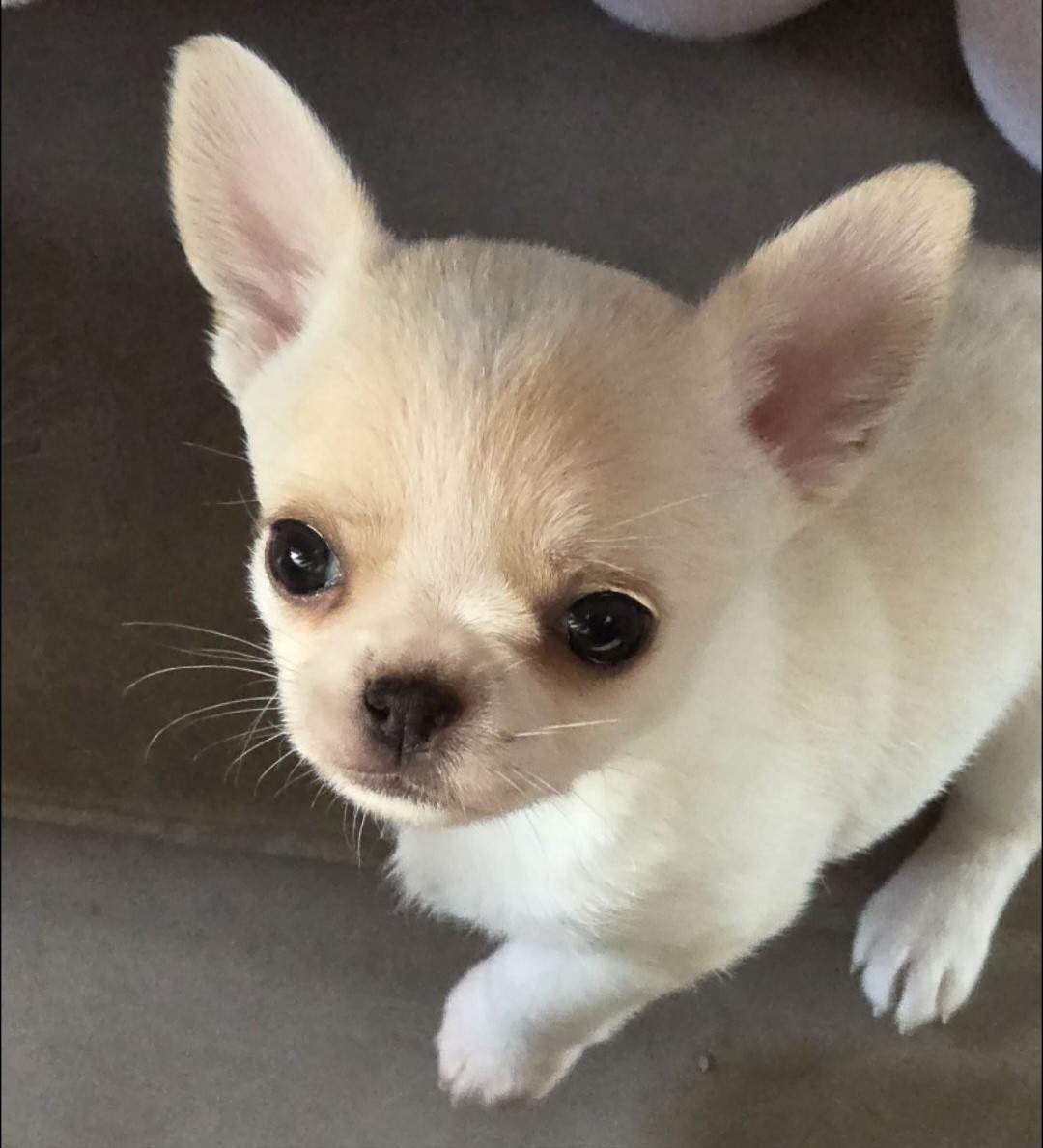 Aretha De L'empire De Ganesh