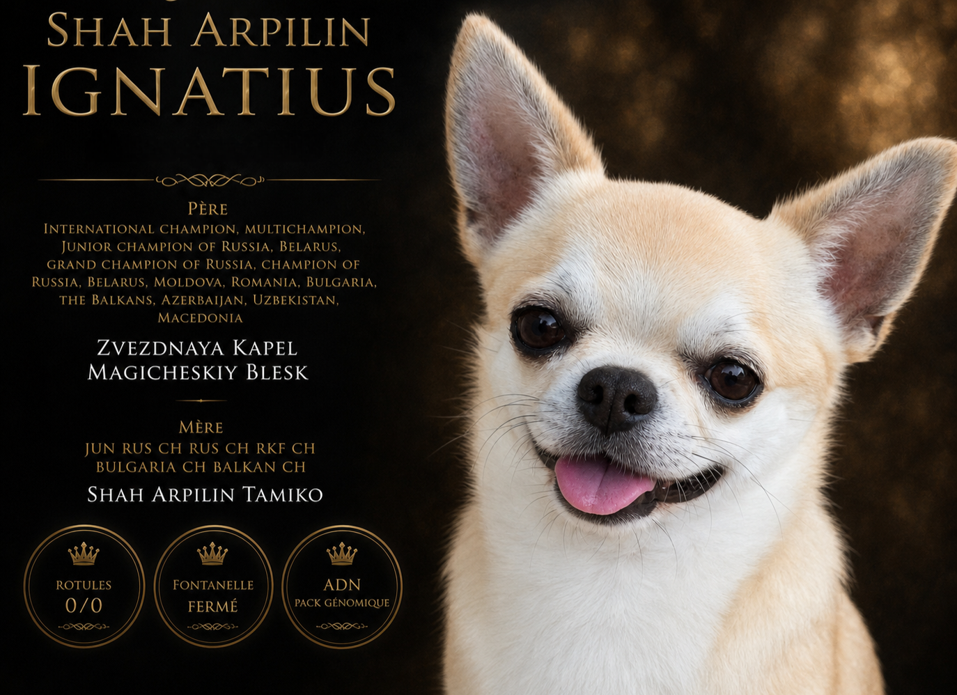 shah arpilin IGNATIUS