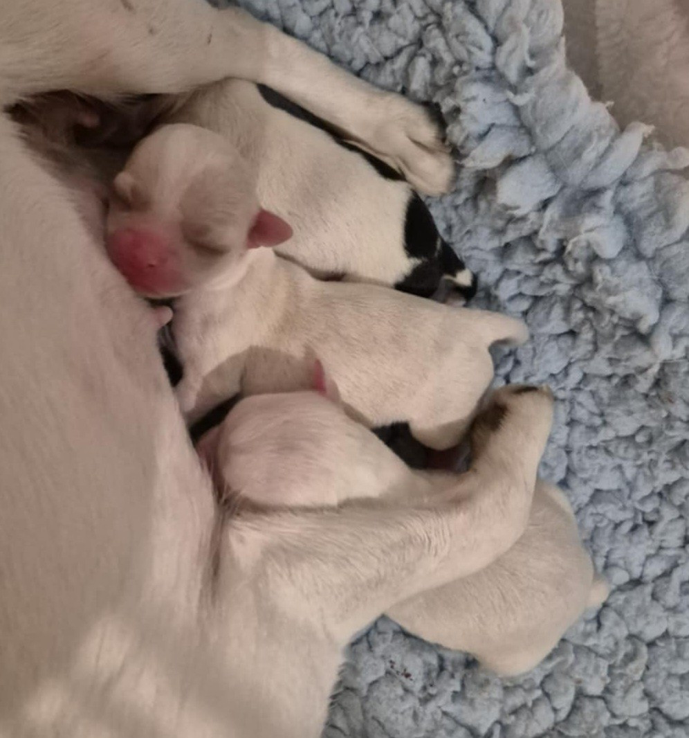 Chiot Chihuahua De L'empire De Ganesh