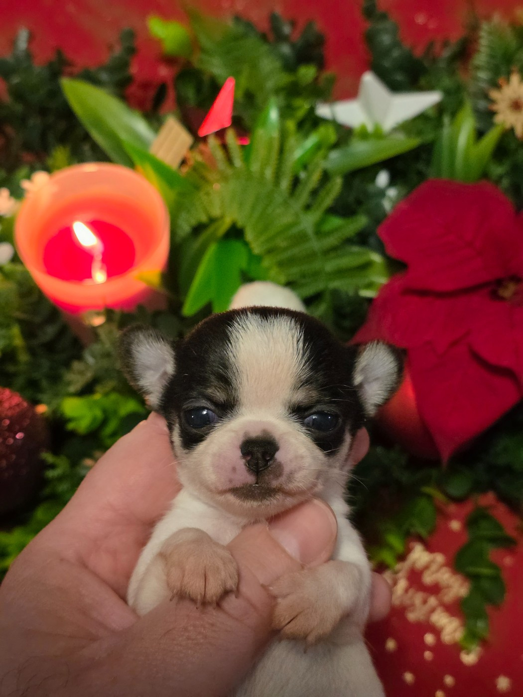 De L'empire De Ganesh - Chiots disponibles - Chihuahua