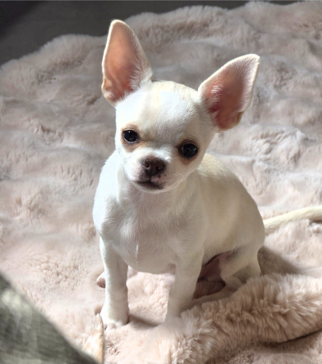 De L'empire De Ganesh - Chiots disponibles - Chihuahua