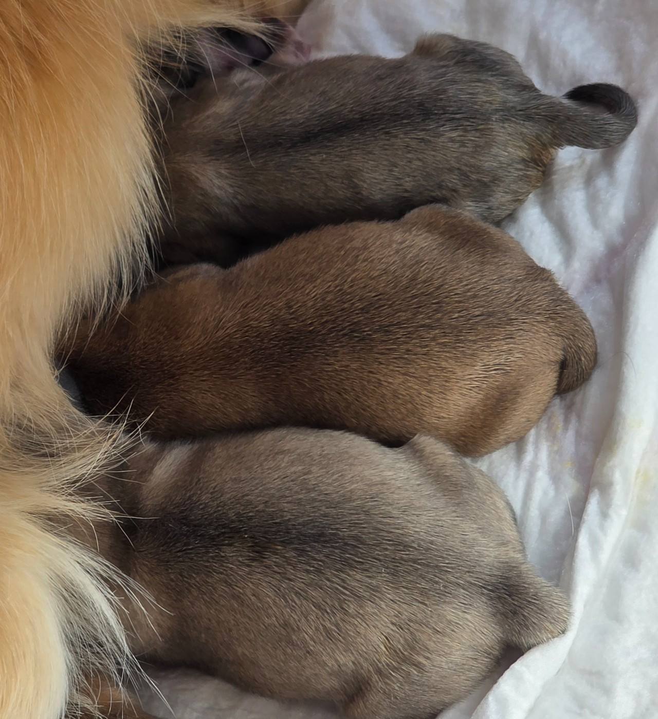 De L'empire De Ganesh - Chiots disponibles - Chihuahua