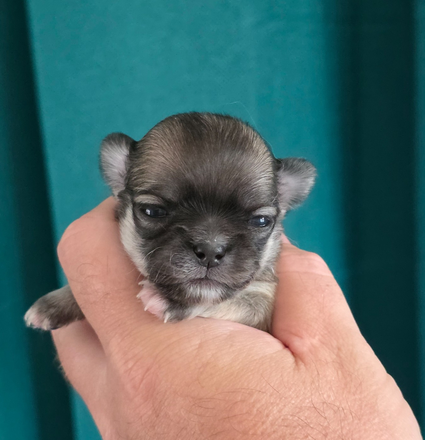 De L'empire De Ganesh - Chiots disponibles - Chihuahua