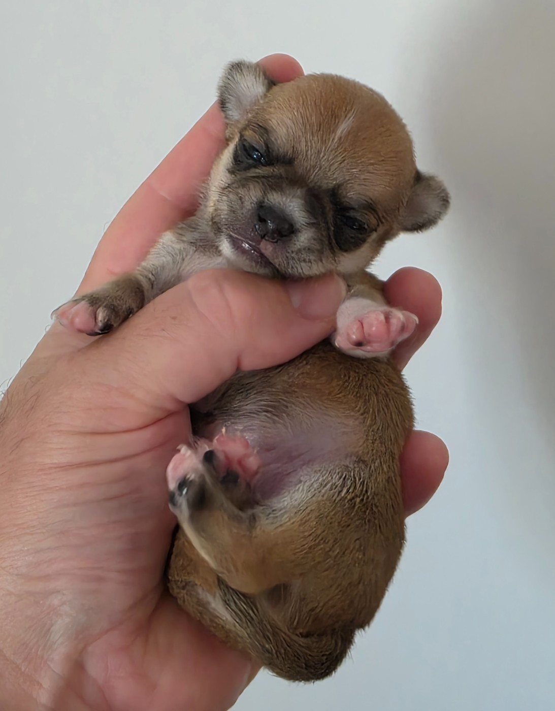 De L'empire De Ganesh - Chiots disponibles - Chihuahua