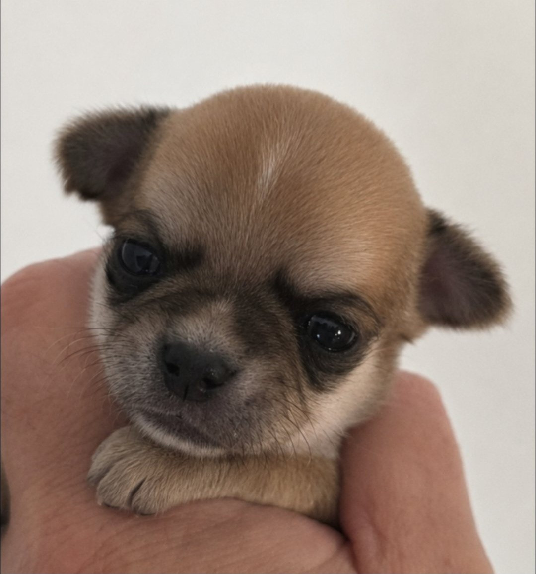 De L'empire De Ganesh - Chiots disponibles - Chihuahua