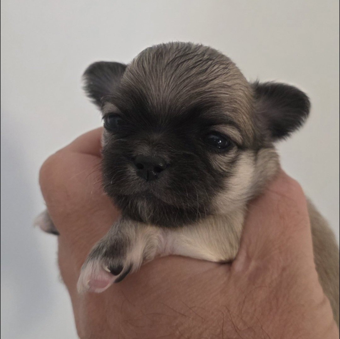 De L'empire De Ganesh - Chiots disponibles - Chihuahua
