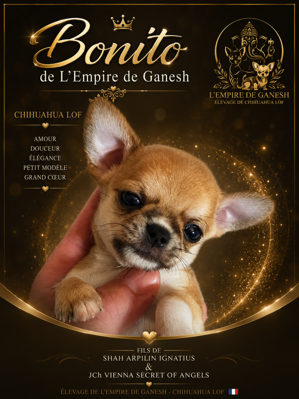 De L'empire De Ganesh - Chiots disponibles - Chihuahua