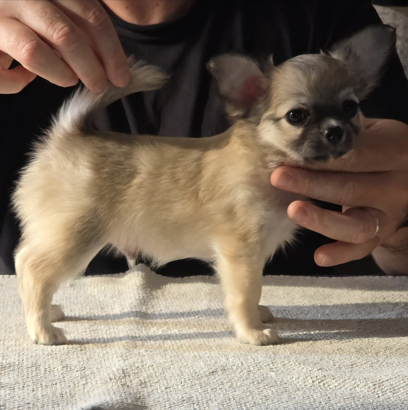 De L'empire De Ganesh - Chiots disponibles - Chihuahua