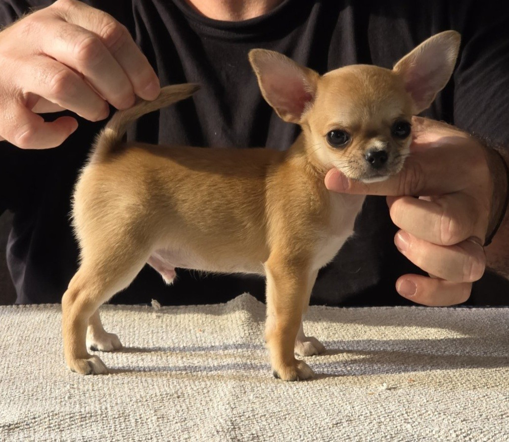 De L'empire De Ganesh - Chiots disponibles - Chihuahua
