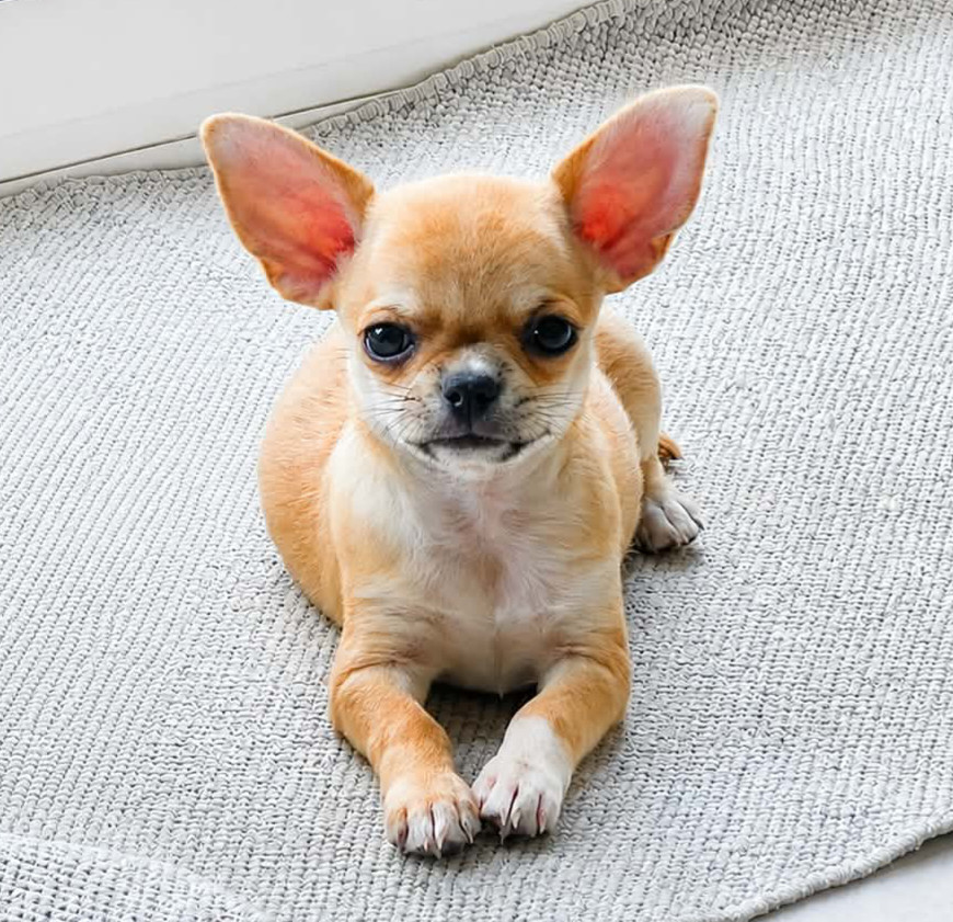 De L'empire De Ganesh - Chiots disponibles - Chihuahua