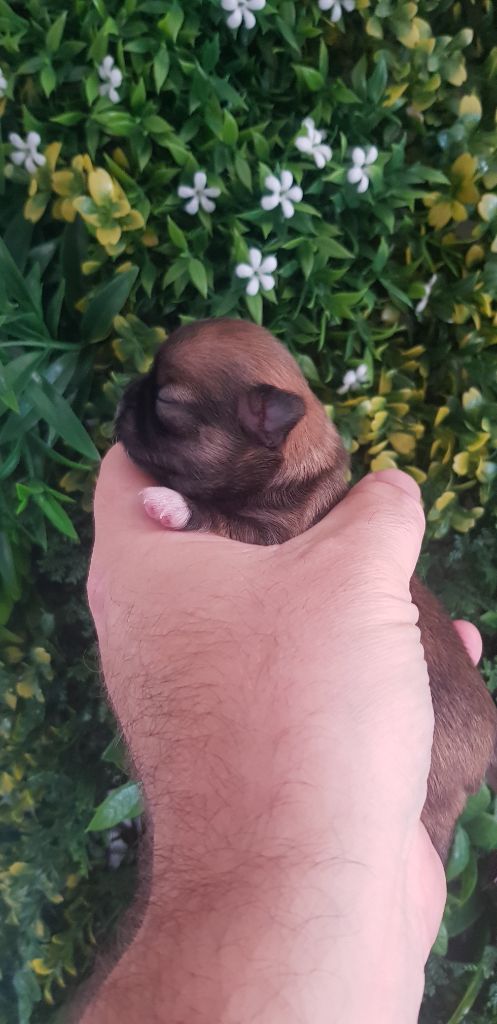 De L'empire De Ganesh - Chiots disponibles - Chihuahua