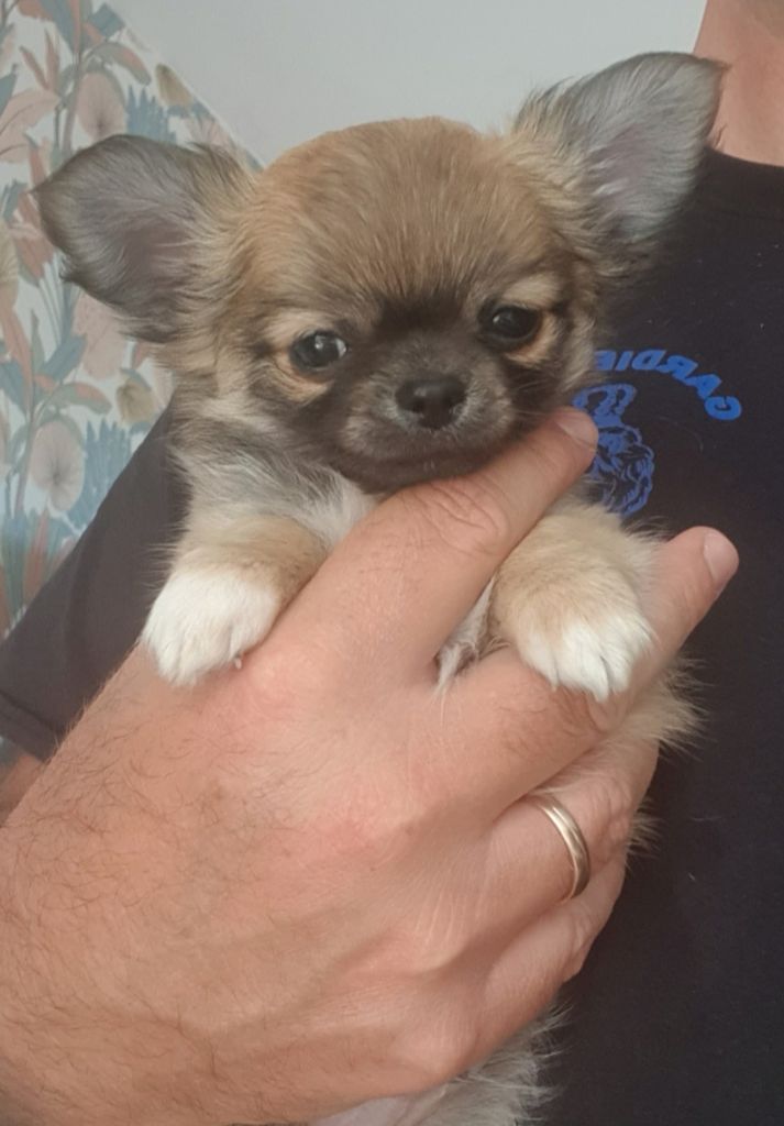 De L'empire De Ganesh - Chiots disponibles - Chihuahua