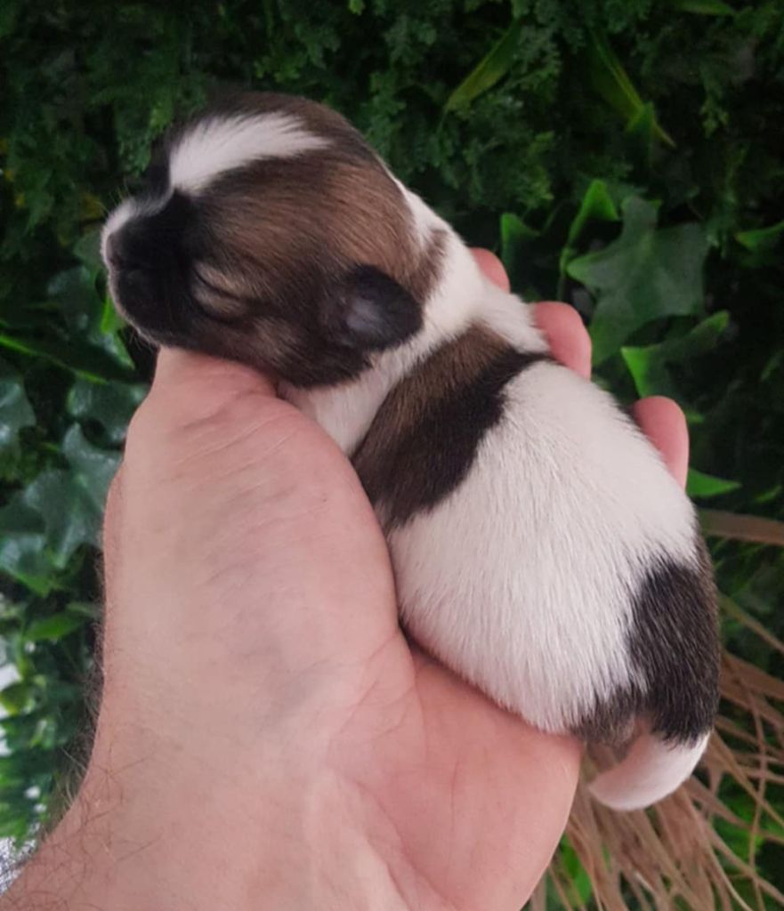 De L'empire De Ganesh - Chiots disponibles - Chihuahua