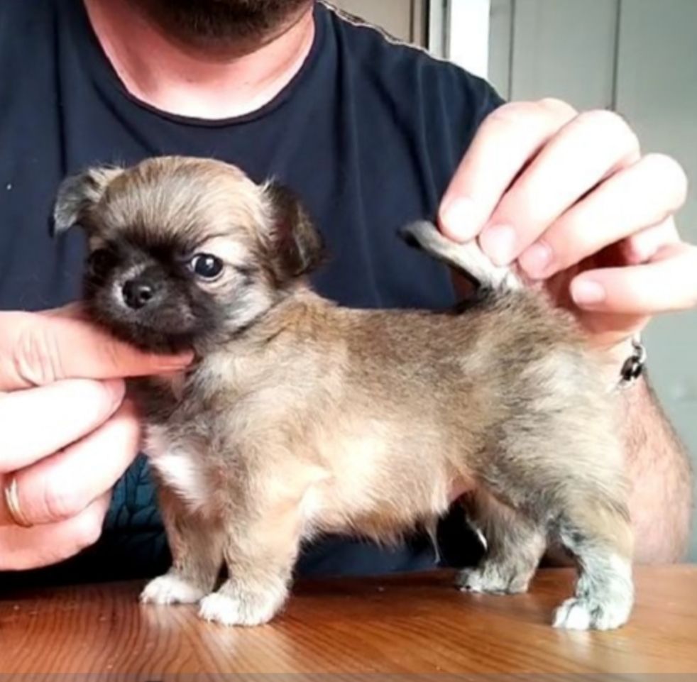 De L'empire De Ganesh - Chiots disponibles - Chihuahua