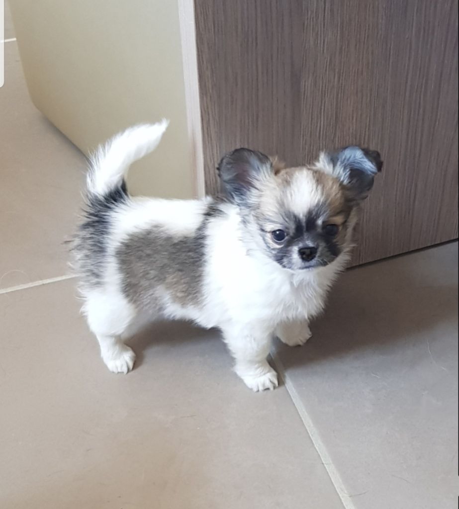 De L'empire De Ganesh - Chiots disponibles - Chihuahua
