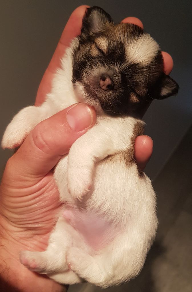 De L'empire De Ganesh - Chiots disponibles - Chihuahua