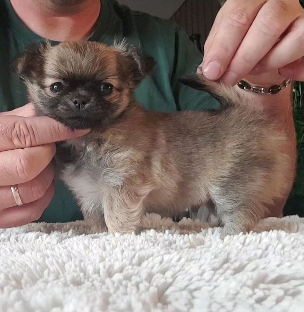 De L'empire De Ganesh - Chiots disponibles - Chihuahua