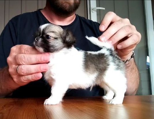 De L'empire De Ganesh - Chiots disponibles - Chihuahua