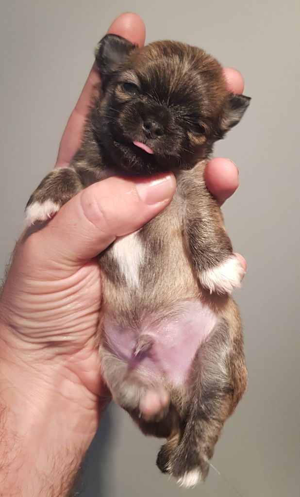 De L'empire De Ganesh - Chiots disponibles - Chihuahua